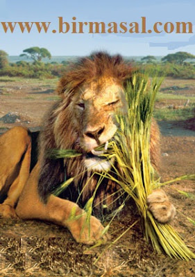 masal dinle-vejetaryen aslan masali
